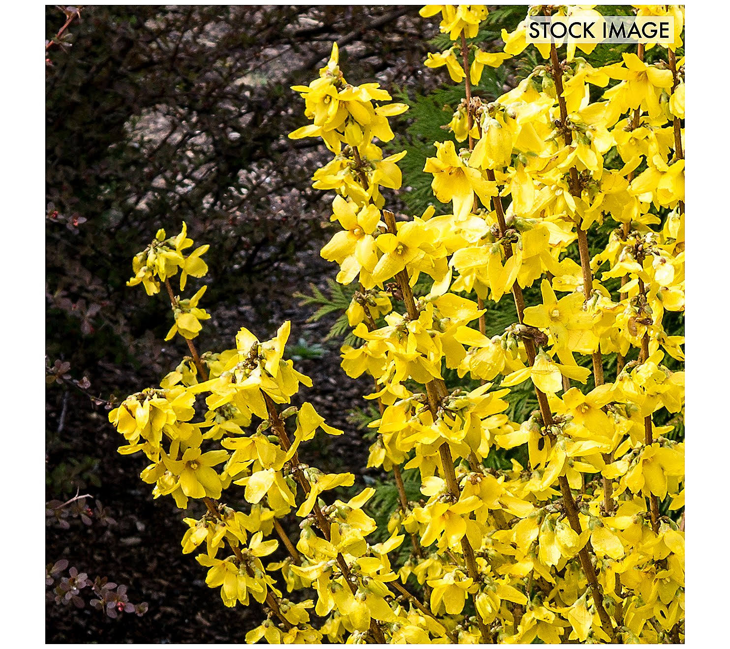 861ee94431c45c1fe4fe1235013577fdbba72b129d09dc4378ddb86c42ca5a63.jpg Van Zyverden Forsythia Magical Gold 4" Potted Rocketliners Set of 3 Plants - Image 1