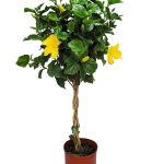 Braided Live Hibiscus Tree - Double Peach Flower - Tropical Plants of Florida - Overall Height 38" to 44" (Plant Only)