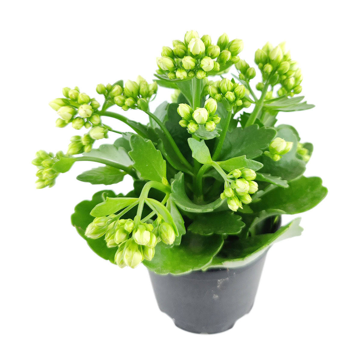 8725068bd2d664fb146c91821227651f7e087c6ca7b9facb8f21d42fe3b05bf7.jpg Kalanchoe blossfeldiana 'Calandiva White' | Houseplant Decor 4.5'' Pot / Grower Pot by Succulents Box - Image 1