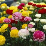 Bloomsz Ranunculus Mix Flower Bulbs Plant (12 Pack)