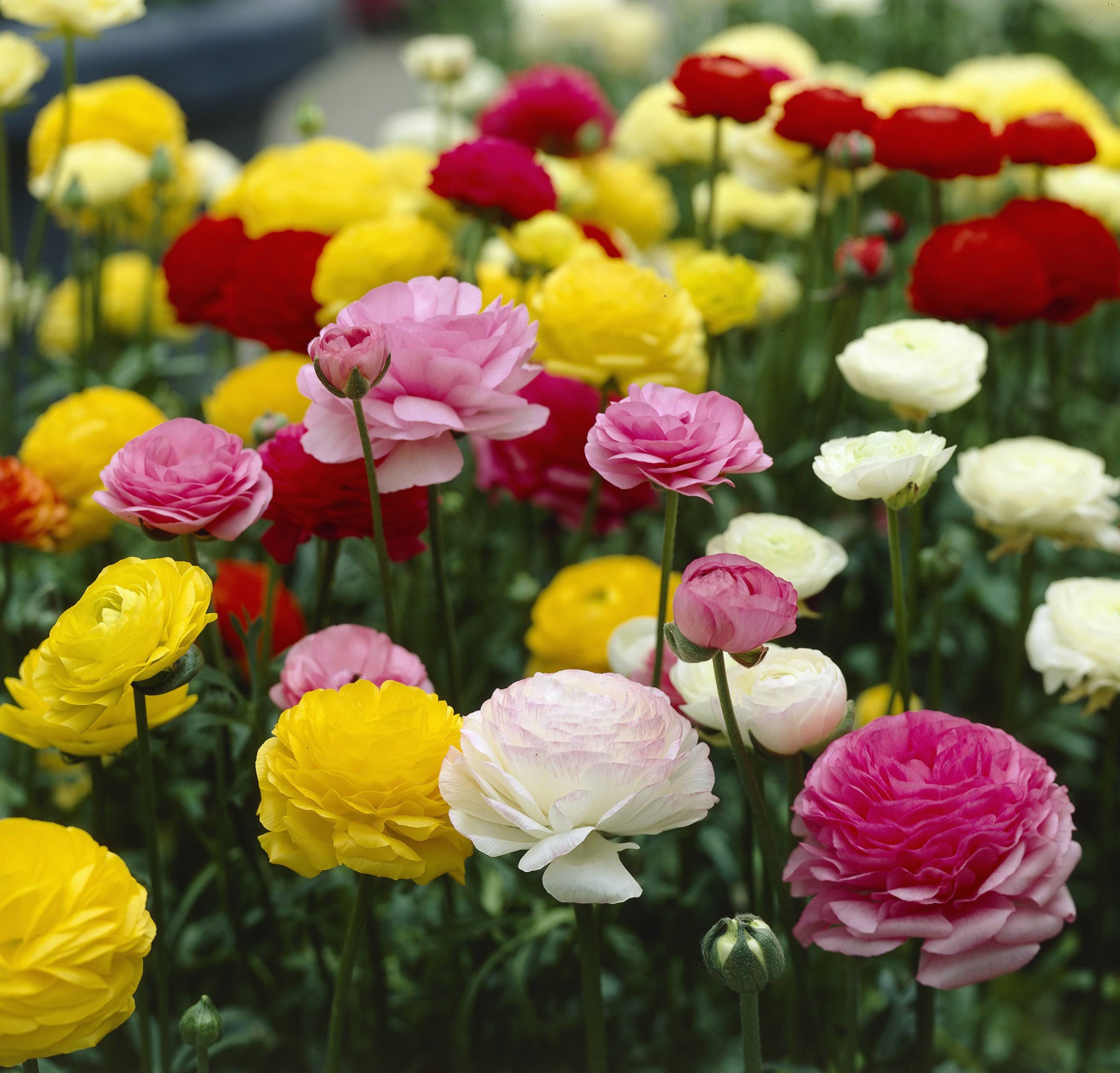 881225d1ddaaecad9bd898fd1cdb21b5d1e21b235cd7b590f3e486c43efb8085.jpg Bloomsz Ranunculus Mix Flower Bulbs Plant (12 Pack) - Image 1