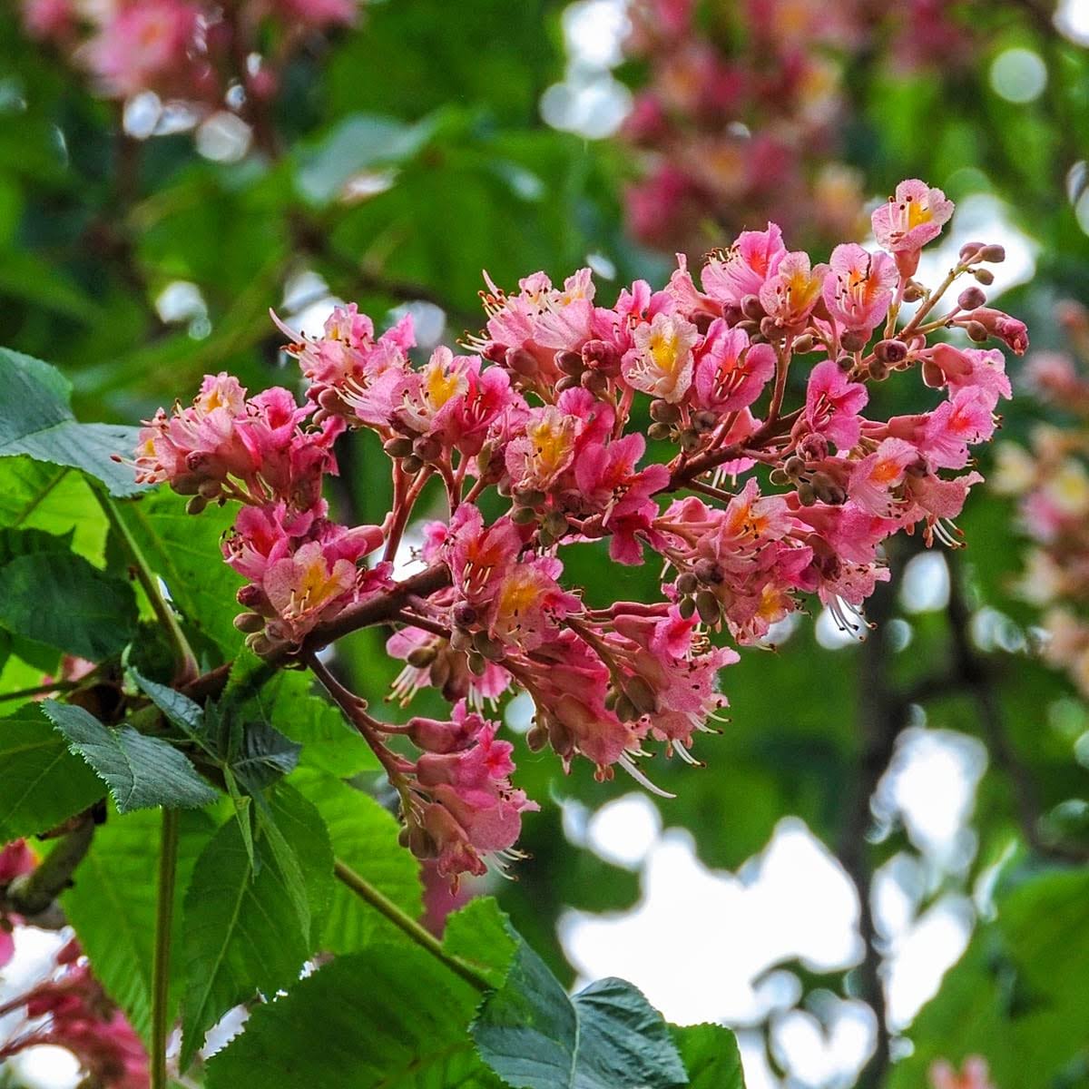 8813f0dda420bee4bfc1732a255cf354fb012cfb8bcdb7678e45335aafe58959.jpg Red Flowering Buckeye Dormant Bare Root Starter Ornamental Tree (1-Pack) - Image 1