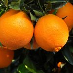1-2 ft. - Navel Orange Tree - Get A Lifetime of Oranges Anywhere in The Country, Outdoor Plant | Brighter Blooms