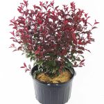 PURPLELEAF Sandcherry, Purple Leafed Plant in 3 Gallon Pot - Prunus 'Cistena'