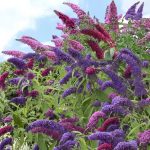 4 in. Triple Treat Butterfly Buddleia Flowering Shrub with Red-White-Purple Flowers (4-Piece)