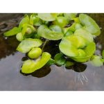 AquaLeaf Aquatics Water Hyancinth - Floating Live Pond Plant