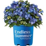 3 gal. Pop Star Reblooming Hydrangea Flowering Shrub with Electric Blue or Pink Lacecap Flowers