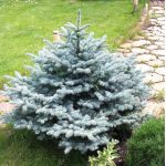 1 gal. Baby Blue Spruce Shrub with Silvery Turquoise Evergreen Needles