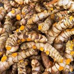 10 Culinary Tubers for Growing | Turmeric Curcuma Longa Rhizomes by Greenhouse PCA, Size: 48 in