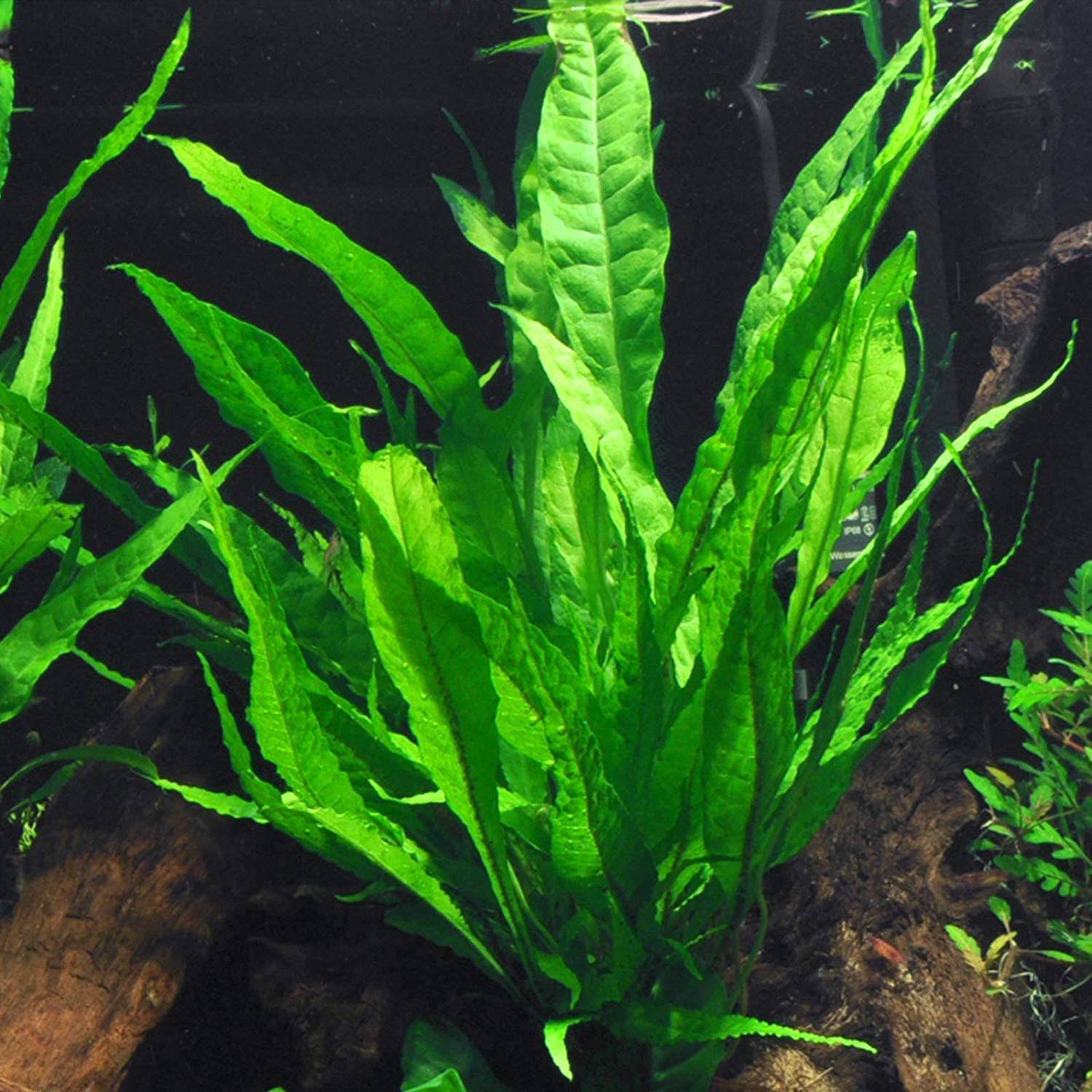 8b70cacaf17fead3a6adc1c54d32f626f94f8b58f6186d4818d727dc6bbf868d.jpg AquaLeaf Aquatics Java Fern Bare Root | Microsorum Pteropus - Low Light Freshwater Aquarium Plant - Image 1