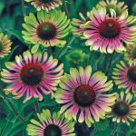 Spring Hill Nurseries 3-Pack in Bareroot Green Twister Coneflower | 70997