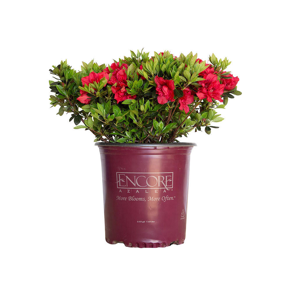 8cc8754b806c617cbc1bc4806e82b3d77d7cd4dafdac2250e2c82624eba03244.jpg Autumn Fire Encore Azalea 2 Gallon - Image 1