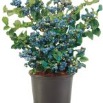 1 gal. Blueberry Sharpblue Shrub