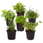 Live Aromatic and Edible Herb Assortment Rosemary, Eucalyptus, Lavender, Lemon Balm, Other Assorted Herbs, 6 Plants per Pack