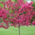 Thronesfarm 5 Dwarf Pink Dogwood Tree Cornus Florida Fubra Flowering Hardy Fall