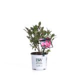 Proven Winners Wine & Roses Reblooming Weigela (Florida) Live Shrub, Pink Flowers and Dark Purple Foliage, 1 Gallon