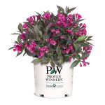 Proven Winner Spilled Wine Weigela, 2 gal, Bright Pink Flowers and Deep Purple Foliage