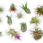 12 Pack Assorted Ionantha Air Plants - Wholesale - Bulk - Live Tillandsia - Easy Care House Plants - Succulents - 30 Day Guarantee, Other
