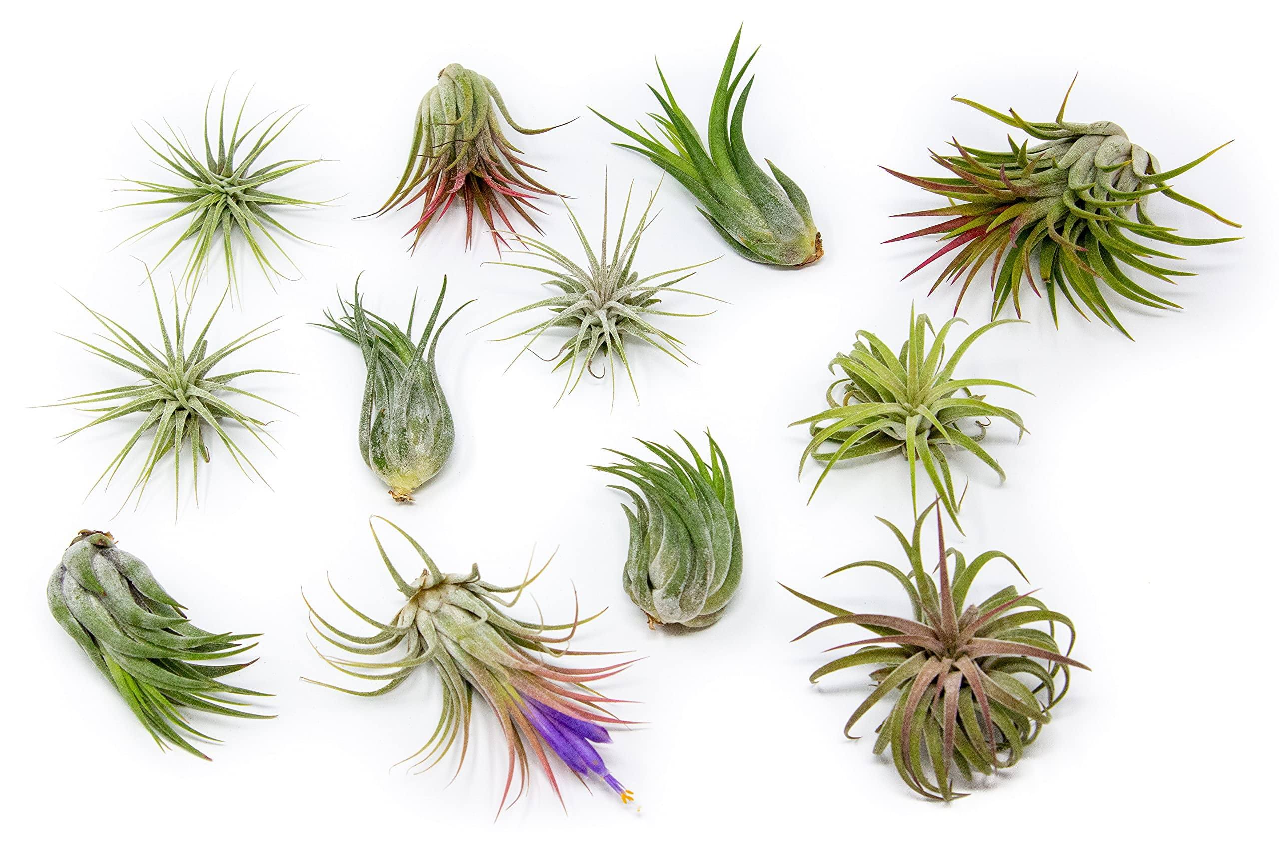 9058d4960d4d2cb840b1d6b96b98a876e1fa3b02f9186719301a7b5a067fd8ba.jpg 12 Pack Assorted Ionantha Air Plants - Wholesale - Bulk - Live Tillandsia - Easy Care House Plants - Succulents - 30 Day Guarantee, Other - Image 1