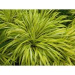 1 gal. All Gold Japanese Forest Grass - A Bright Golden, Graceful Grou