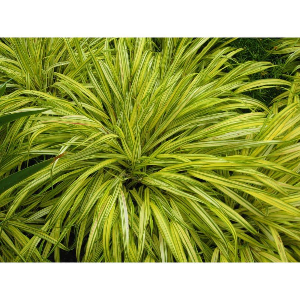 905c005149a5b58e1aa512edf159bef579c865a09c26006e03fd81ec83ef11fe.jpg 1 gal. All Gold Japanese Forest Grass - A Bright Golden, Graceful Grou - Image 1