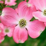 2-3 ft. - Pink Dogwood Tree - Vibrant Pink Blooms That Last All Spring | Brighter Blooms
