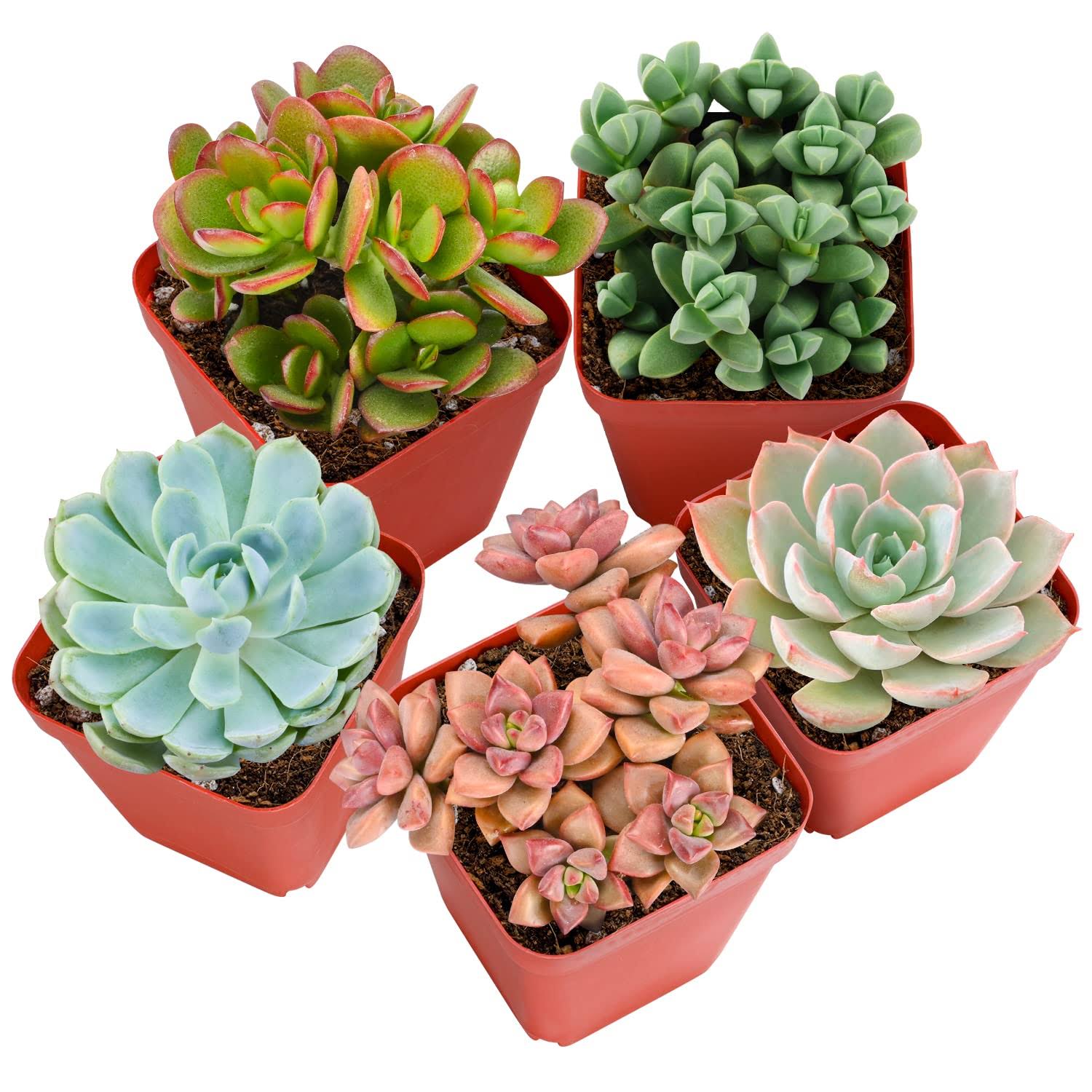 90e5dbfaa1915288895202d9b03d1266c1fdd300c07142ebac392c0a771e4a82.jpg Sprout N Green Live Succulent Plants, 5 Pack Assorted Real Succulents Potted in 2" Starter Planter with Soil Mix, Rare Small Indoor House Plants for - Image 1