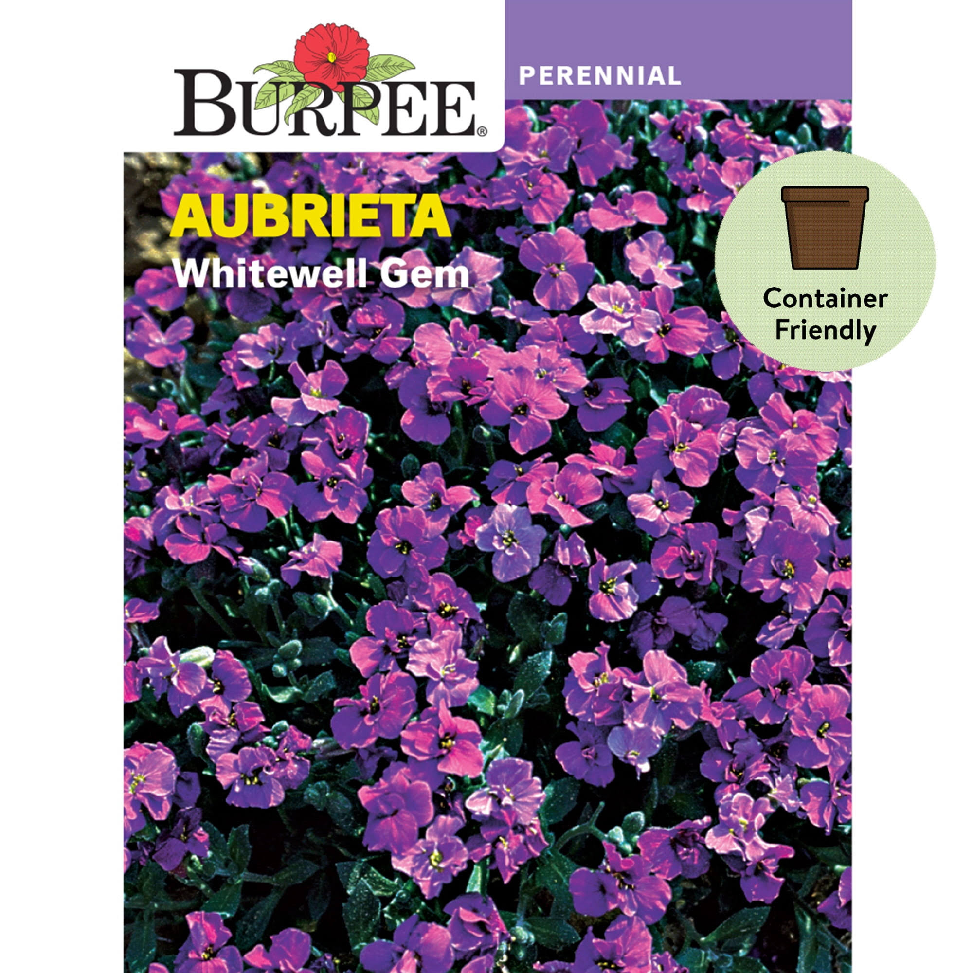 90e7472ce018f134615b6df1807939fc885e9a48a8ab93a6eb30d7a2f23cf7a7.jpg Burpee Whitewell Gem Aubrieta Flower Seed - 1 Pack - Image 1