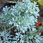 Common Rue - Ruta Graveolens - Shade Perennial - 100 Seeds