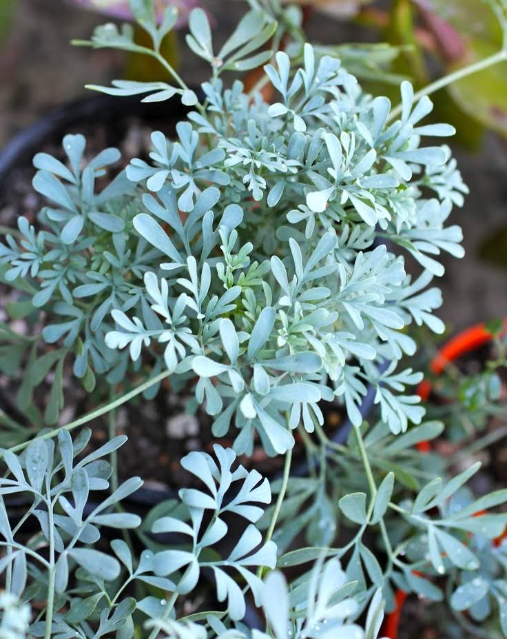 91171436c42d817476969e3ffd8c85849bce5c86e305f915b7f3a0aa16521f65.jpg Common Rue - Ruta Graveolens - Shade Perennial - 100 Seeds - Image 1