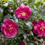 Southern Living Plants October Magic Ruby Camellia 2.5 qt, Red