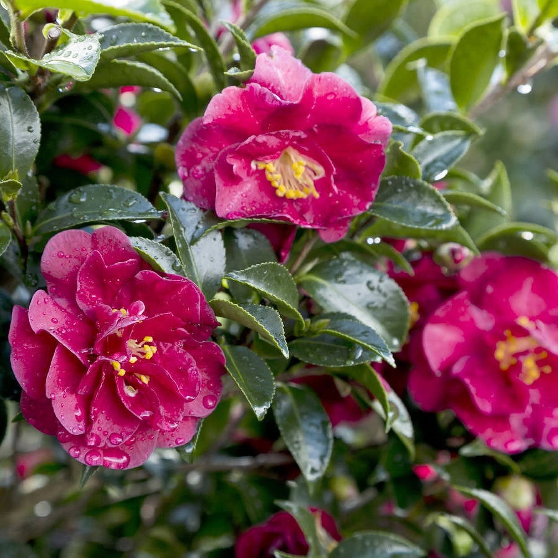 915cd6a0f3bc4c13e2be5b3f0f60d5d355bf4f40d330d96dfb0628b74e2915f2.jpg Southern Living Plants October Magic Ruby Camellia 2.5 qt, Red - Image 1