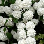 Snowball Bush Viburnum Dormant Bare Root Flowering Starter Shrub (1-Pack)