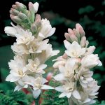 The Pearl Double Tuberose Bulb - 11-12 cm Bulb | Zone 3-10