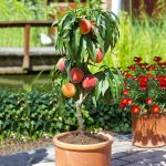 1-2 ft. - Bonanza Peach Tree - This Peach Tree Packs A Big Punch in A Small Package Outdoor Plant