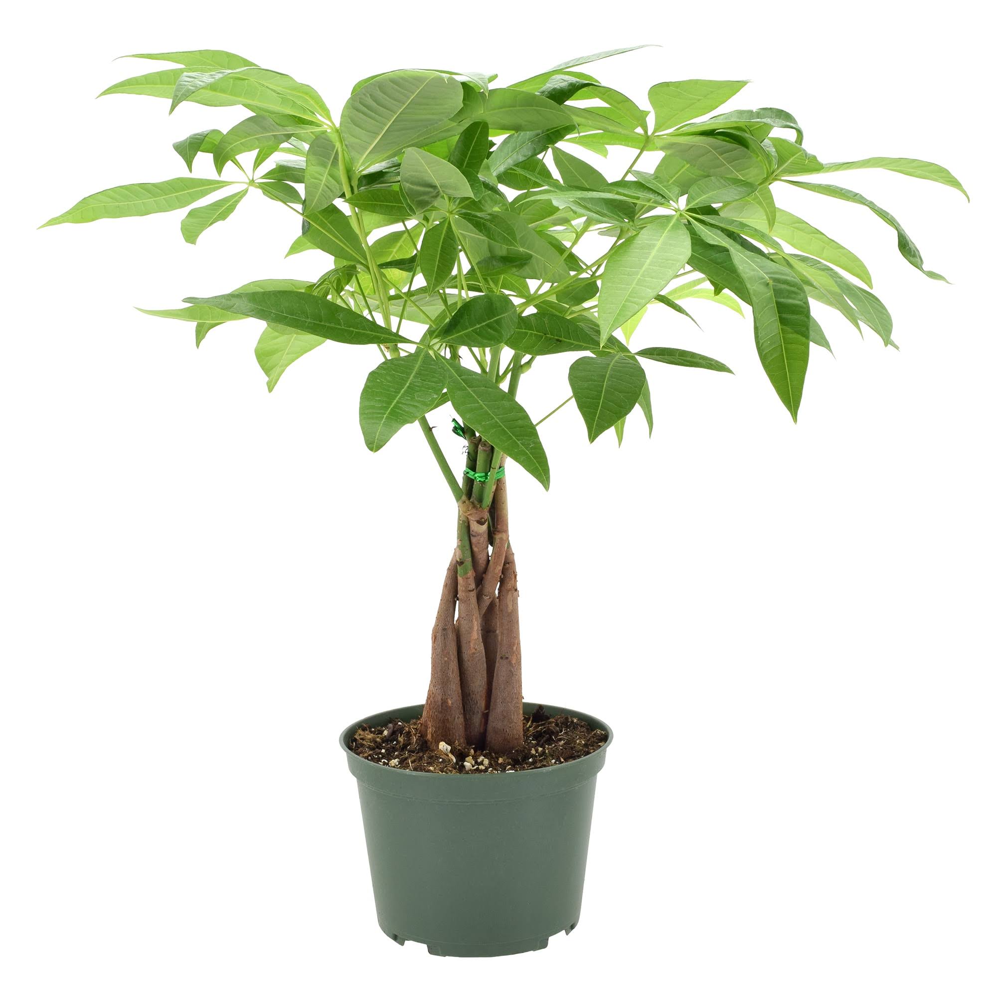 6" Live Money Tree in Pot Arcadia Garden Products