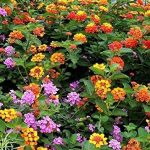 Lantana Camara Flowers - Two (2) Live Plants - Not Seeds - Natural