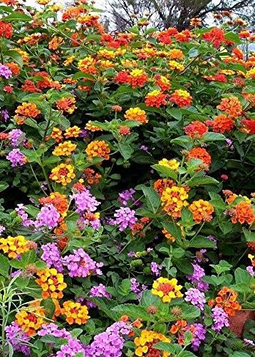 94d1813374f7adb72716d7b7ec28cb47473e744f6978a89d29e389db89fe78e5.jpg Lantana Camara Flowers - Two (2) Live Plants - Not Seeds - Natural - Image 1