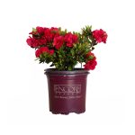 Autumn Fire Encore Azalea 1 Gal