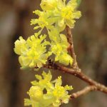 Gardens Alive! Yellow Spicebush (Lindera) Flowering Shrub Bare Root | 86987