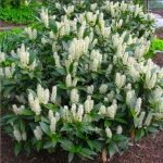 1 gal. Cherry Laurel Otto Luyken Shrub Hardy, Fragrant, Beautful Shrub