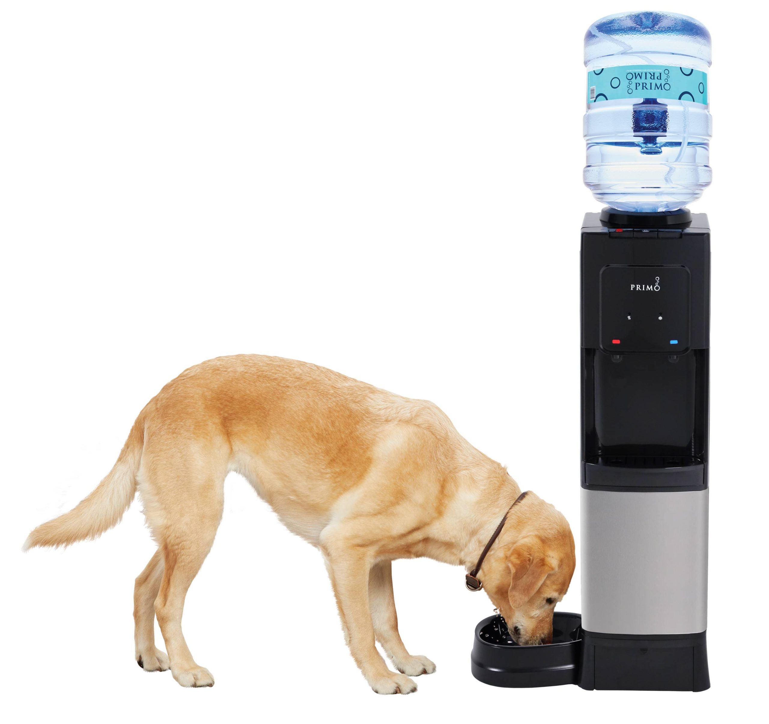 9602b12e725382ee558cbbb02cbdef5c680344e2b7fa9f3e8f84d39e34462ae7.jpg Primo Black Top-Loading Cold and Hot Water Cooler | 601335 - Image 1