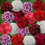 Outsidepride Dianthus Sweet William Flower Seed Plant Mix - 5000 Seeds