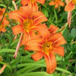 50 Wild Day Lily BulbsRoot System Hemerocallis Fulva
