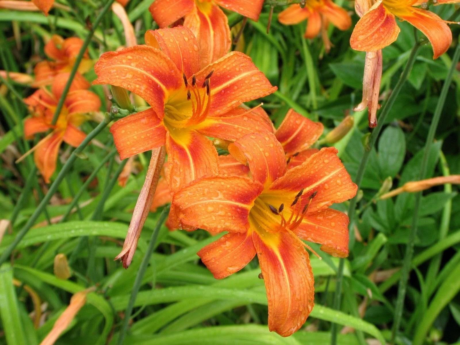 96d1ff18fb260cd5424069ce9ab4632f71b4e01ae8f7ba79e013f99956c6198b.jpg 50 Wild Day Lily BulbsRoot System Hemerocallis Fulva - Image 1