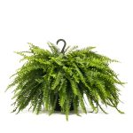 Lowe's 1.5-Gallon Boston Fern in Hanging Basket | Nursery