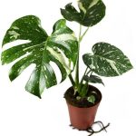 Thai Constellation Monstera - Live Plant in A 4 inch Nursery Pot - Monstera Deliciosa 'Thai Constellation' - Extremely Rare Indoor Houseplant