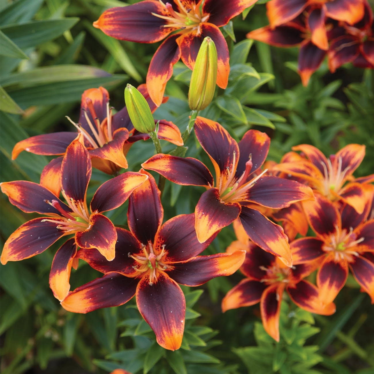 9776ca9b3bad8a81dfbfdeee3549cf98362ebdeb9e3b3c623ba524ee8f1dd523.jpg Van Zyverden Lily Forever Susan Dormant Bulb Partial Sun; 3-6hrs Multi-Color, 738520 - Image 1
