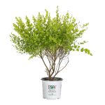 Proven Winners Golden Ticket Privet (Ligustrum) Live Shrub, White Flowers and Yellow Foliage, 1 Gallon