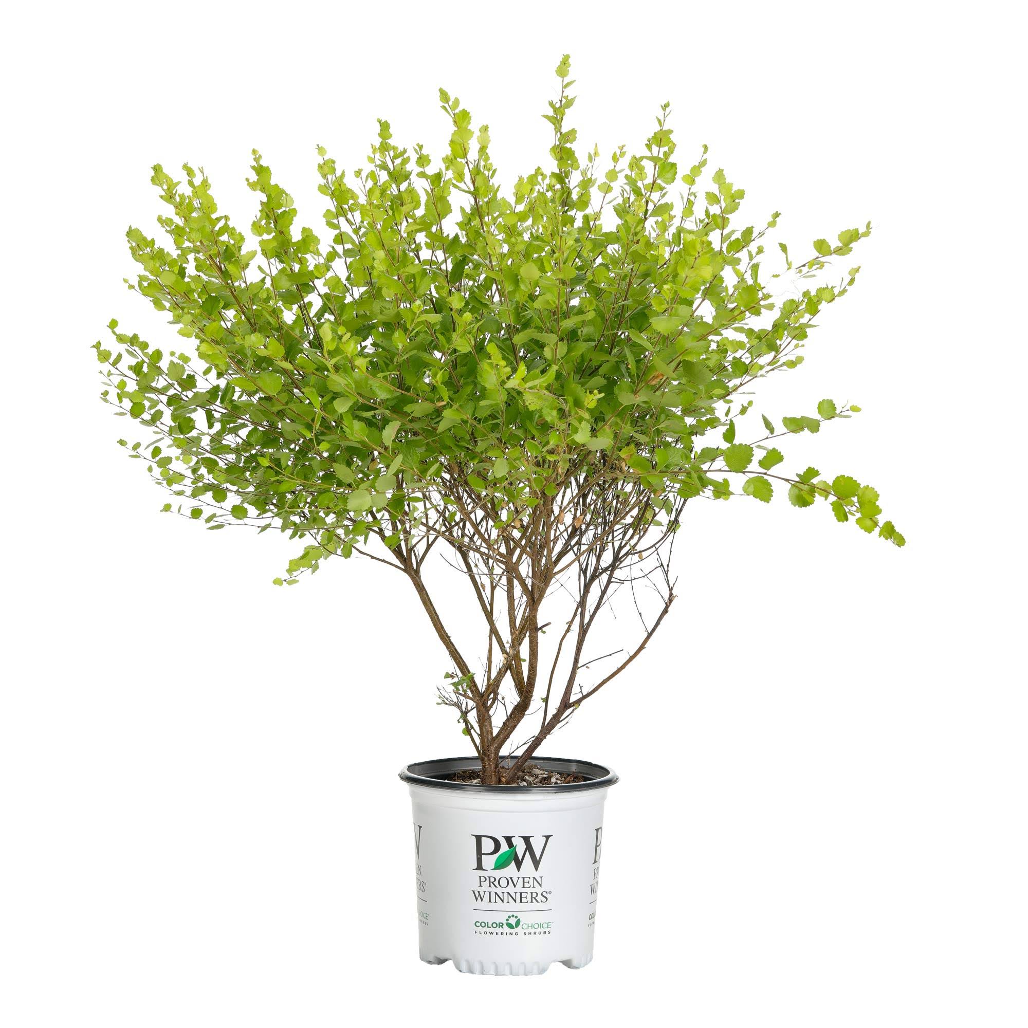 978ef1f126c9ada33125ffca1e8d347e93702a0c45ca421acacd601bd9e50621.jpg Proven Winners Golden Ticket Privet (Ligustrum) Live Shrub, White Flowers and Yellow Foliage, 1 Gallon - Image 1